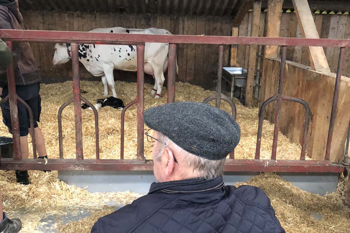 Ein Senior schaut in einen Stall mit einer Mutterkuh und Kalb